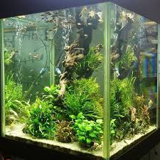 Love This Tank It Will Be Always Freshwater Aquarium Aquarium Fish Tank Fish Tank