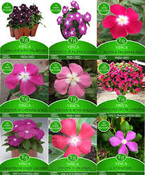 We did not find results for: Jual Benih Bunga Vinca Mix 9 Jenis Di Lapak Tien Garden Bukalapak