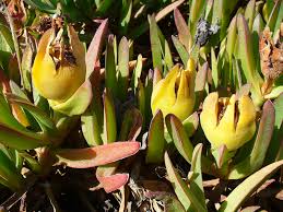 Image result for Carpobrotus