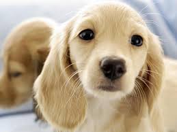 Trova le migliori immagini gratuite di cani dolci. La Sapevi Questa Che I Cani Riescono A Capirci Ascoltando La Nostra Voce La Sapevi Questa