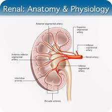 Renal Anatomy Physiology Module Anatomy And Physiology Physiology Ultrasound Training