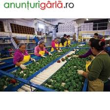 Ospitalitatea este tot atat de veche ca si omenirea si a aparut, probabil, odata cu radacinile sociale ale coexistentei comunitatilor umane. Agricultura Germania Depozit Ardei Locuri De Munca Din Maramures