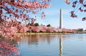 Washington DC Cherry Blossom Wallpapers - Top Free Washington DC ...
