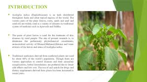 Image result for Acalypha fruticosa