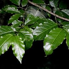 Image result for Vangueria ferruginea