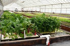 Our Farm Aquaponics Ouroboros Farms Half Moon Bay California
