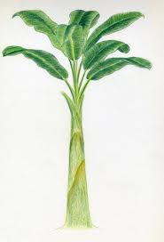 Download high quality banana tree clip art from our collection of 65,000,000 clip art graphics. How To Draw Banana Tree