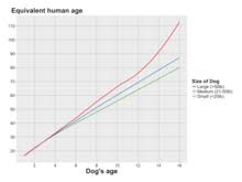 Ever wonder how old your dog is in human years? Aging In Dogs Wikipedia