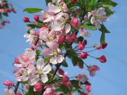 We did not find results for: Best Crabapples For Your Yard Old Farmer S Almanac