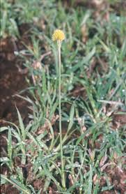 Image result for Cyperus amauropus