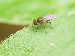 Image result for Chrysoclista splendida