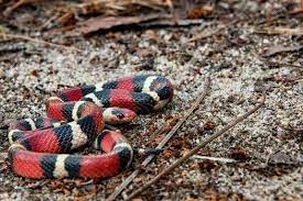 17 Small Pet Snakes That Stay Small In 2020 Pet Snake Small Pets Pets