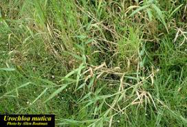 Image result for Urochloa umbellata