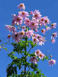 Image result for Dahlia excelsa