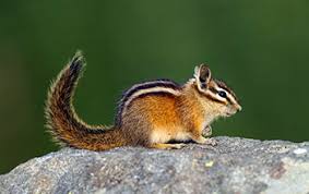 Chipmunk nibbles on food in bryce canyon on july 17, 2014 in bryce canyon national park, utah. Multimedia Gallery Townsend S Chipmunk Nsf National Science Foundation