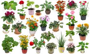 Check spelling or type a new query. Real Fresh Houseplants And Indoor Flowers In Ceramic And Plastic Pots Big Set Isolated On White Stock Photo Picture And Royalty Free Image Image 57115481