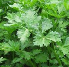 We did not find results for: Cara Mengolah Daun Seledri Dan 10 Manfaat Daun Seledri