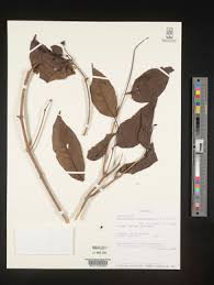 Image result for Oliverella rubroviridis