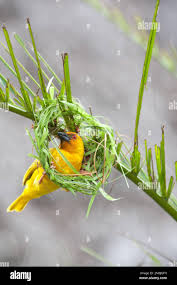 Image result for Agathisanthemum bojeri