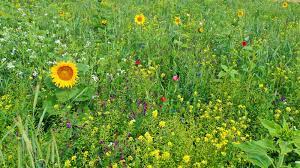 Flowers of sulfur is a pharmaceutical grade of the compound referred to in the bible as brimstone. Sulphur Symbiosis Agriculture