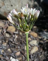 Image result for Nothoscordum borbonicum