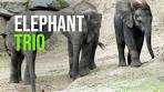 Young Elephants Explore Beekse Bergen's Elephant Valley ... - YouTube