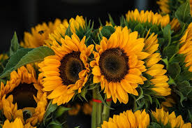 Lihat ide lainnya tentang bunga, bunga matahari, rangkaian bunga. Sonnenblumen Gelb Natur Kostenloses Foto Auf Pixabay