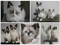 Snowshoe Cat Breeders Near Me - Cat Kingpin
