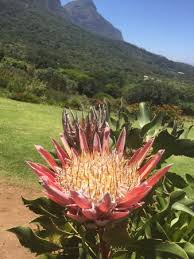 Kirstenbosch is an important botanical garden nestled at the eastern foot of table mountain in cape town. Botanischer Garten Kirstenbosch Picture Of La Grenadine Cape Town Central Tripadvisor