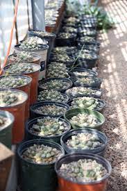 As the city becomes more dangerous, hamilton stays to pursue the story. West Texas Ring Smuggled Thousands Of Rare Living Rock Cactus Plants