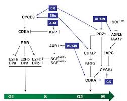 Maybe you would like to learn more about one of these? The Arabidopsis Cell Division Cycle