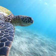 Sea Turtle Conservation Program