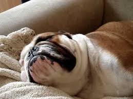 Two Snoring Bulldogs Star And Petunia Youtube Snoring Bulldog English Bulldog