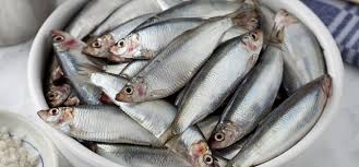 欧州の主要食用魚！タンパク質がいっぱいのヨーロピアンスプラット！！ - Sailors for the Sea