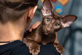 Free for commercial use no attribution required high quality images. Oriental Shorthair Cat Breed Information Characteristics Daily Paws