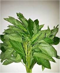 Image result for Corchorus olitorius