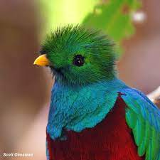 *if you can't see your submission under the 'new' tab, please message the mods and we'll. Guatemala National Bird El Quetzal Tapdancers Specialty Coffee