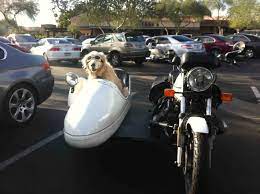 Doggles And A Sidecar What Else Does A Dog Need Dogs And Puppies Dogs Of The World Furry Friend #24,029 in pet supplies (see top 100 in pet supplies). dogs and puppies dogs