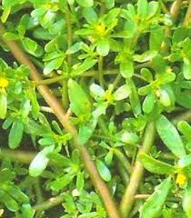 Check spelling or type a new query. Edible Flowers List Vegetable List And Healthy Vegetables