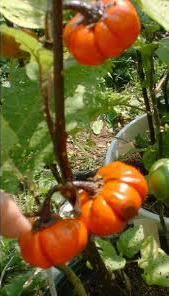 Image result for Solanum aethiopicum