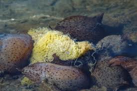 For faster navigation, this iframe is preloading the wikiwand page for california sea hare. Creature Feature The California Brown Sea Hare It S All About Scuba