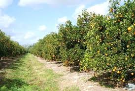 When they are actively growing, they do best if temperatures range from 55 to 100 degrees fahrenheit. Lemon Farming Step By Step Guide To Growing Lemon Tree