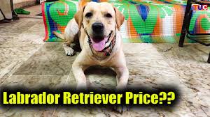 And the cost of a labrador retriever is more complicated that just the purchase price of a labrador puppy at $800 to $1200. Labrador Retriever In Price India Me Full Information Tuc Youtube