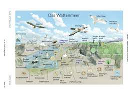 Für millionen von zugvögeln ist es als rastgebiet unverzichtbar. Weltnaturerbe Wattenmeer