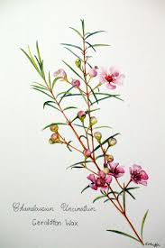 Geraldton Wax Jpg 1000 1504 Botanical Drawings Flower Illustration Flower Drawing