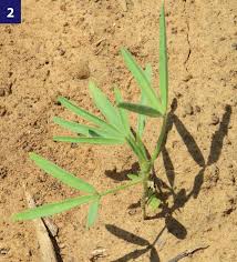 Image result for Crotalaria sphaerocarpa