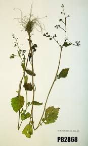 Image result for Dichrocephala