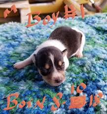 Here are some from nearby areas. Rat Terrier Puppies For Sale Scott La 281989 Petzlover