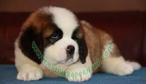 Saint Bernard Beethoven Yavru Ilani 05412625853