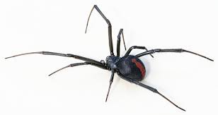 They are considerably smaller than the female size, about half the size and usually has yellow or red band with. Redback Spider Wikipedia